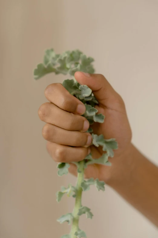 a close up of a person holding a plant, by Jessie Algie, action pose, broccoli, low colour, soft shade