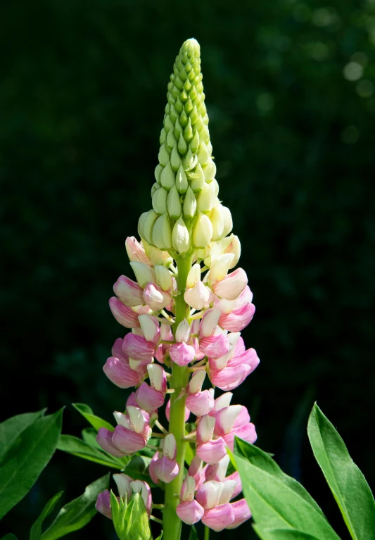 a close up of a pink and white flower, tall spires, light cone, ready to eat, servando lupini
