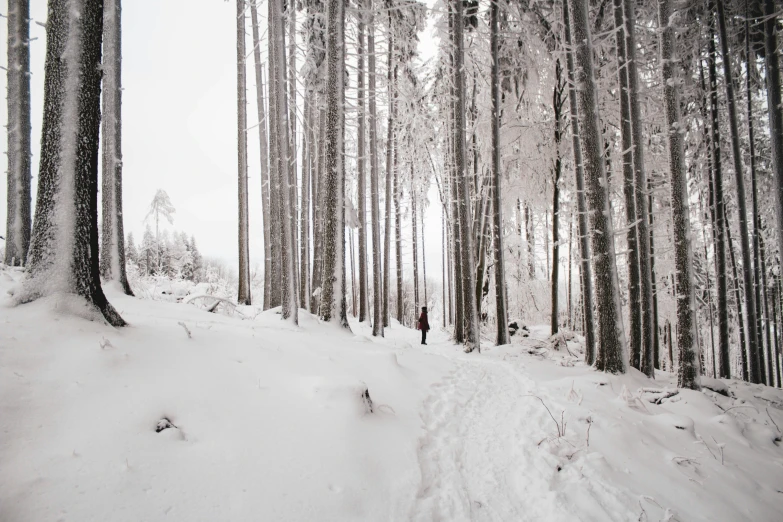 a man flying through the air while riding a snowboard, by Karl Pümpin, pexels contest winner, forest. white trees, walking away from camera, (3 are winter, hunting