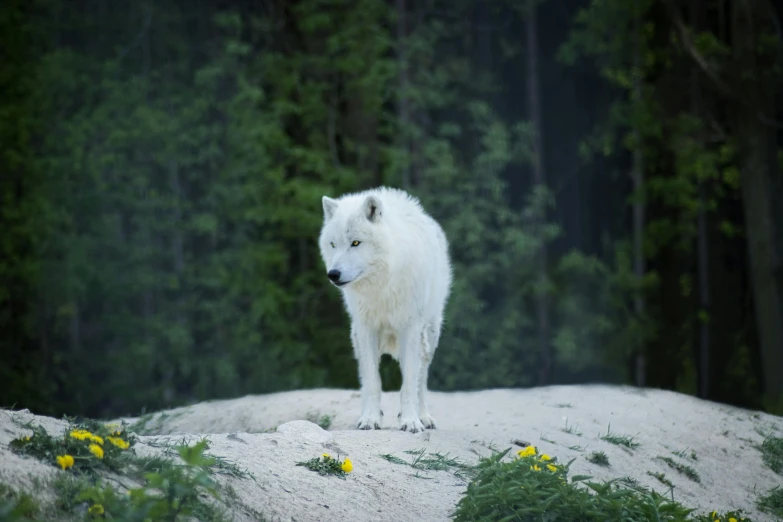 a white wolf standing on top of a rock, 4k photo”, fan favorite, boreal forest, full shot photograph