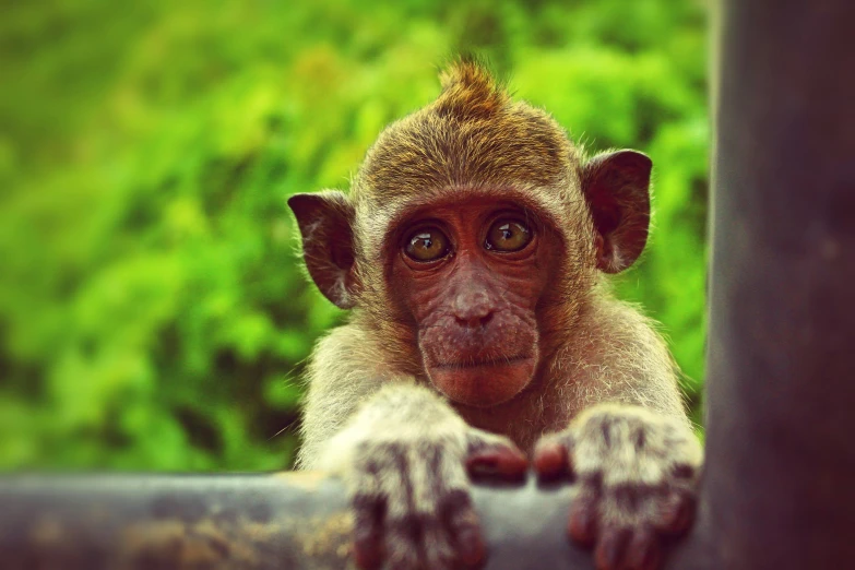 a monkey sitting on top of a metal rail, pexels contest winner, wrinkly forehead, a green, festivals, malaysian