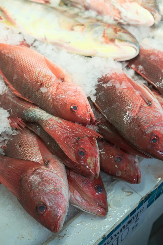 a bunch of fish sitting on top of a table, crimson tide, up close, fresh, on display