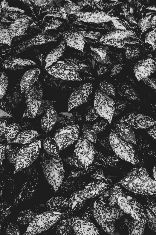 a black and white photo of a plant, black metal album cover, covered in leaves, textured like a carpet, ✨🕌🌙