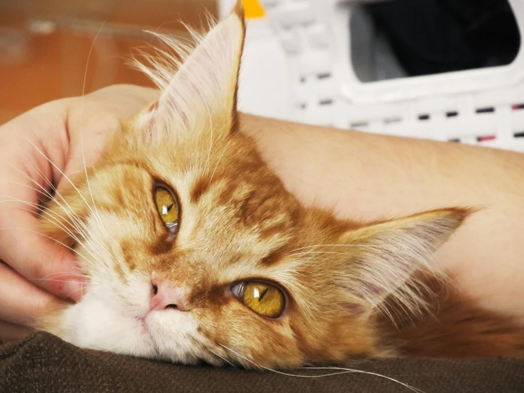 a close up of a person petting a cat, garfield the cat, lying down, bedhead, local conspirologist