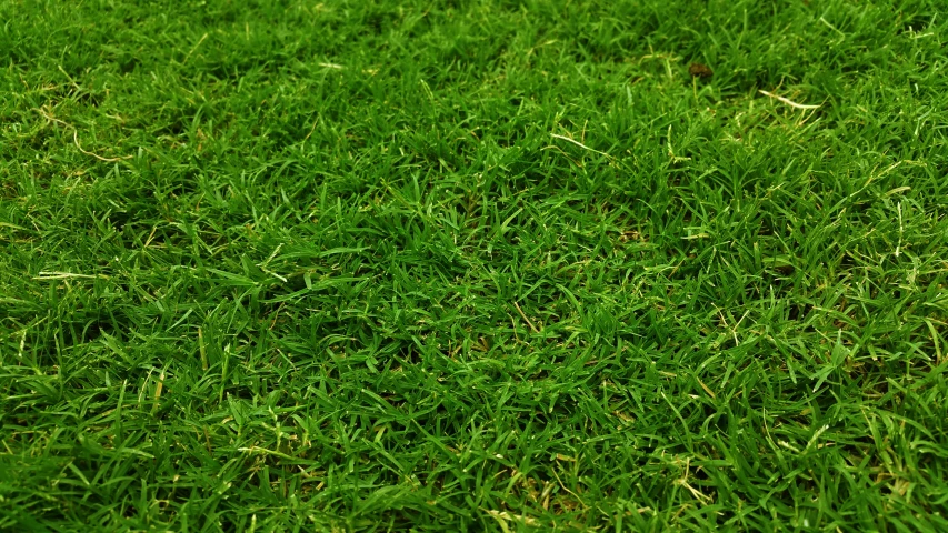 a white frisbee sitting on top of a lush green field, by Jakob Häne, hurufiyya, grass texture material, hd detailed texture, green square, grass. kodak