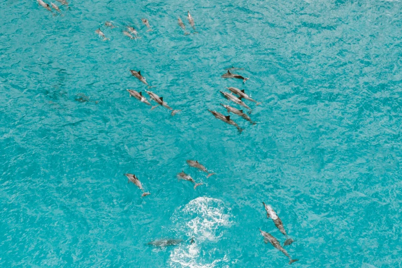 a group of people swimming in the ocean, by Elsa Bleda, pexels contest winner, hurufiyya, dolphins swimming, brown and cyan color scheme, 🦩🪐🐞👩🏻🦳, taken from a plane