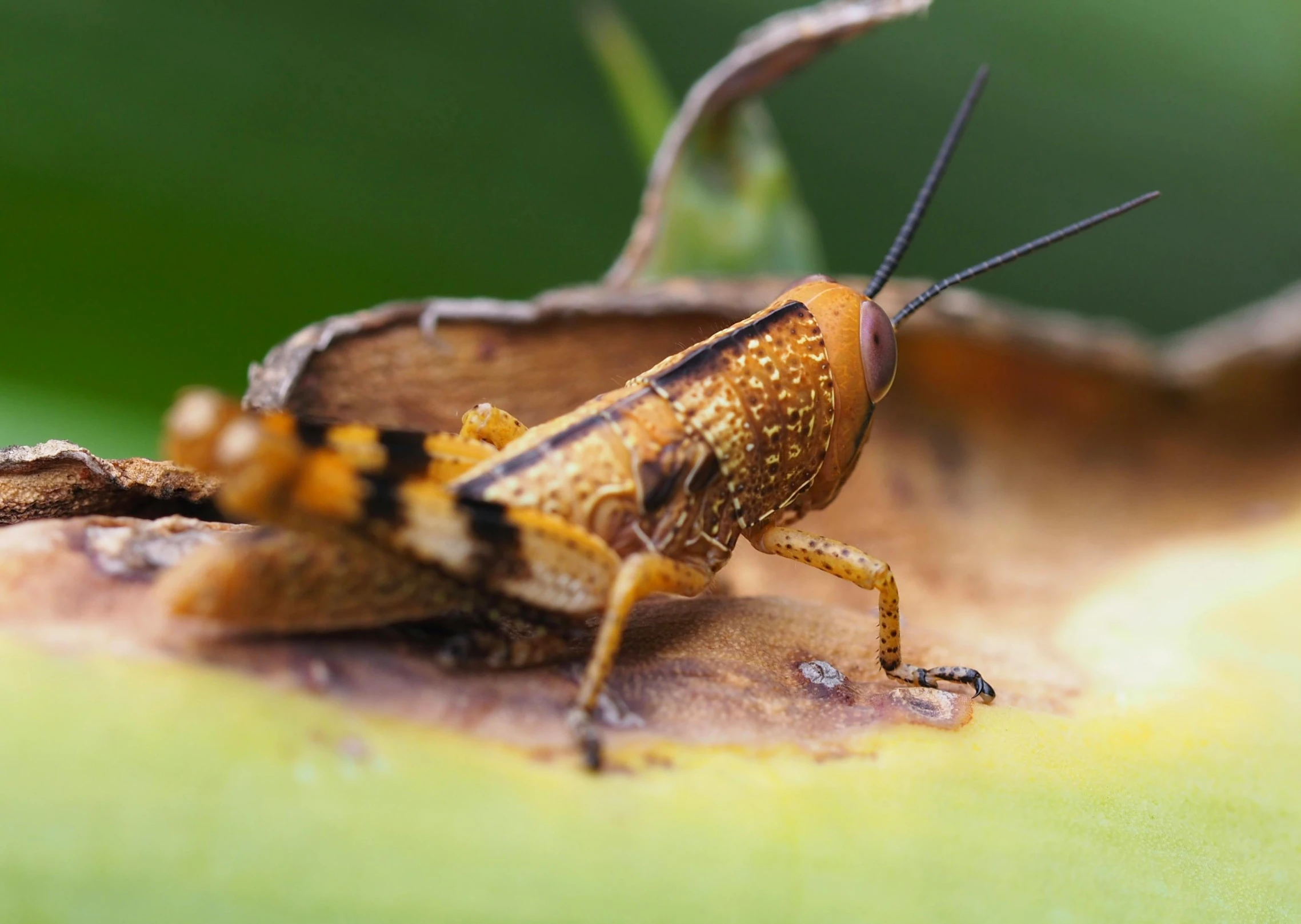 a close up of a grasshopper on a leaf, by Matija Jama, pexels contest winner, hurufiyya, brown, avatar image, australian, hd footage