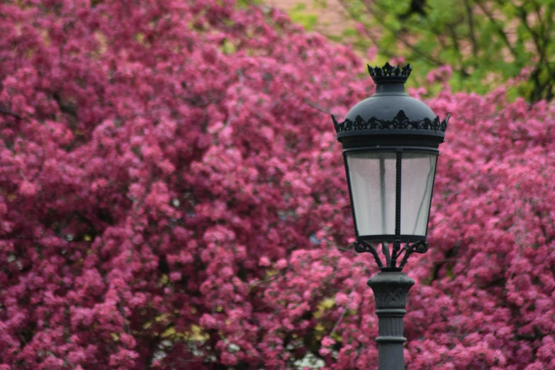 a street light in front of a flowering tree, by Bernie D’Andrea, unsplash, gas lanterns, upon a peak in darien, pink, renaissance lighting