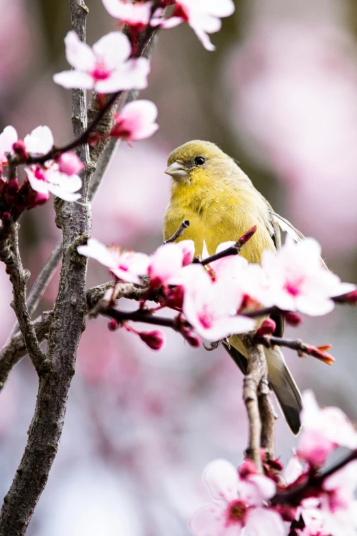 a yellow bird sitting on top of a tree branch, lush sakura trees, photographed for reuters, alabama, vanilla