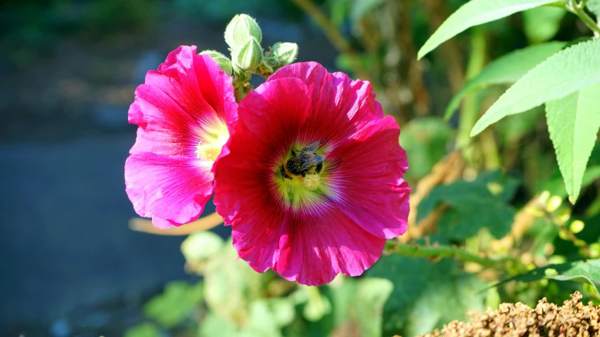 a close up of a flower on a plant, a picture, by Phyllis Ginger, pexels contest winner, crimson - black beehive, morning glory flowers, pink bees, sunny day time