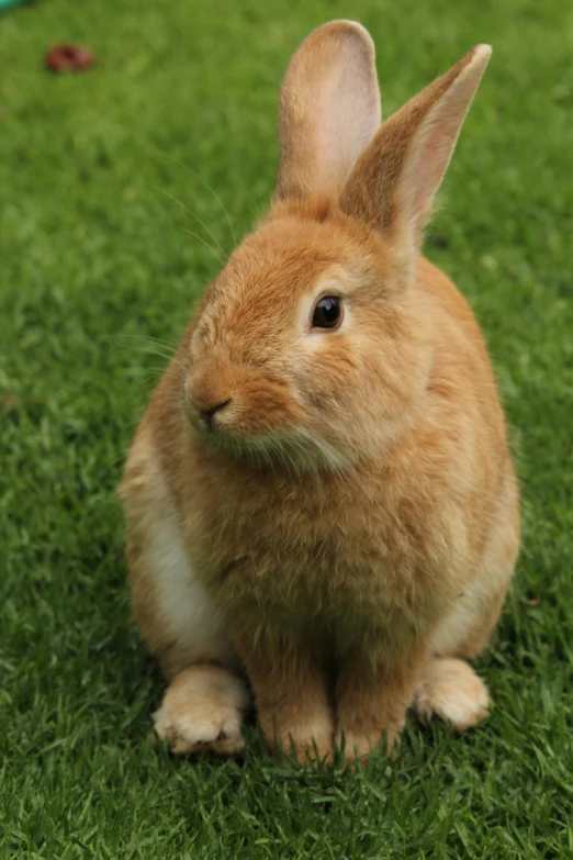 a brown rabbit sitting on top of a lush green field, highly polished, hr ginger, clean shaven, furred