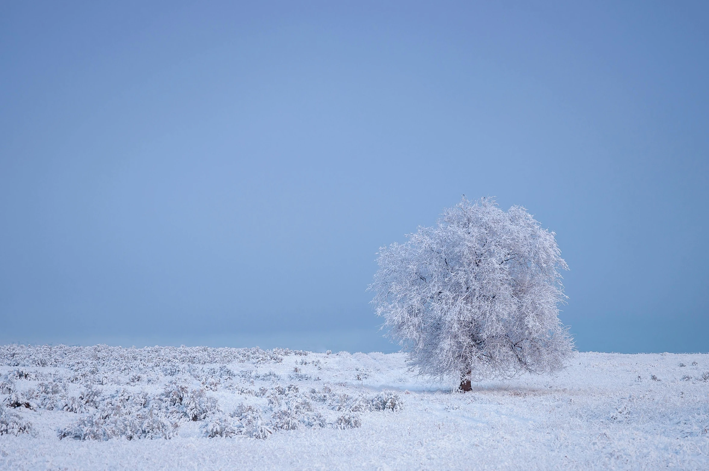a lone tree in the middle of a snowy field, inspired by Arthur Burdett Frost, unsplash contest winner, white and pale blue, hasselblad photo, birch, holiday season