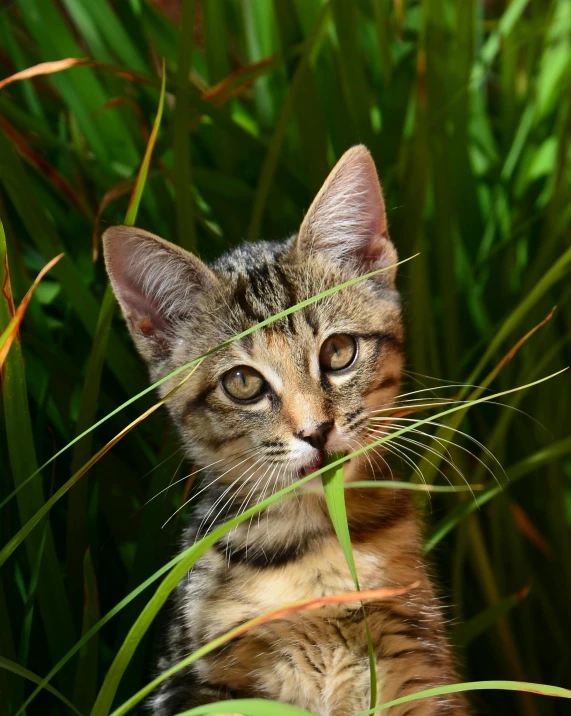 a cat that is sitting in the grass, next to a plant