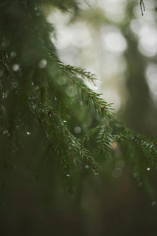 a pine tree with drops of water on it, inspired by Elsa Bleda, unsplash contest winner, william penn state forest, greens), tranquil, carnal ) wet