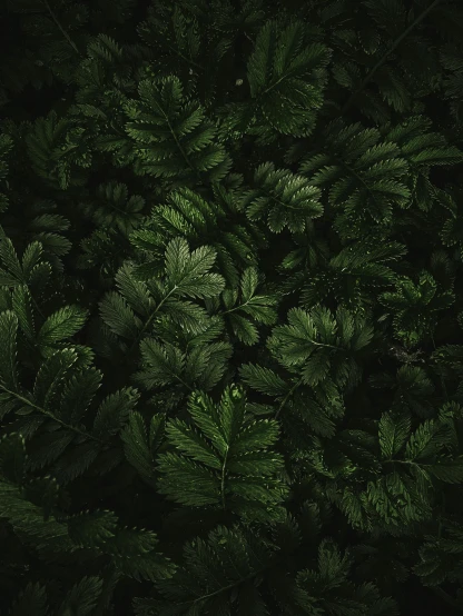 a bunch of green plants in the dark, inspired by Elsa Bleda, unsplash contest winner, bird's view, profile image, ((forest)), rich in texture )