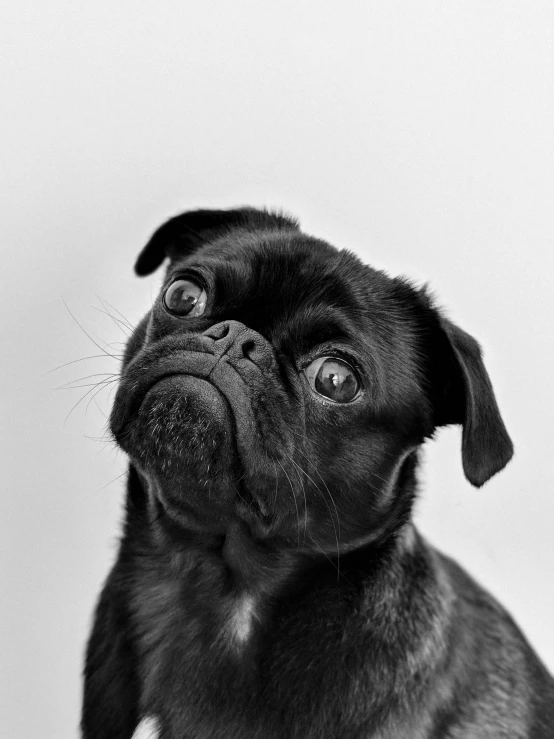 a black and white photo of a pug, shocked look, can