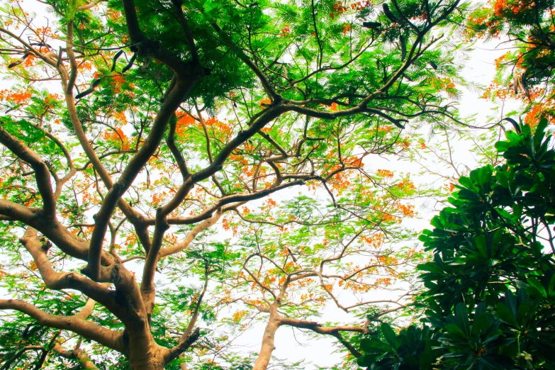 a large tree in the middle of a lush green forest, by Max Dauthendey, pexels, visual art, orange blooming flowers garden, with branches! reaching the sky, tropical, branches composition abstract