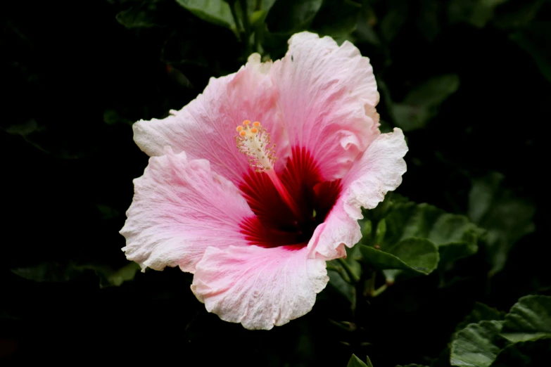 a close up of a pink flower with green leaves, pexels, hurufiyya, hibiscus, paul barson, red and white flowers, album