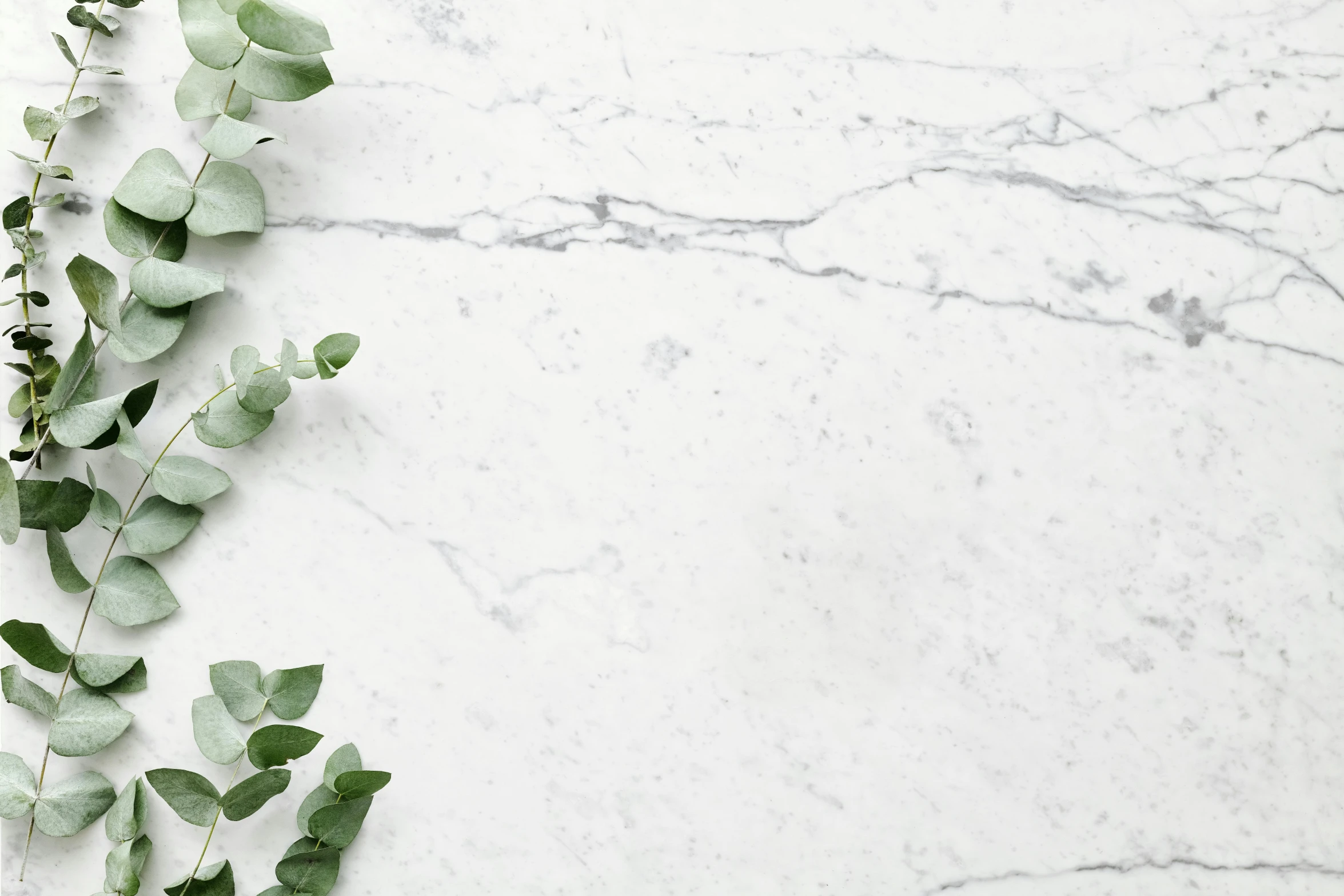 a close up of a plant on a marble surface, trending on pexels, made of carrara marble, silver，ivory, vines, matte surface