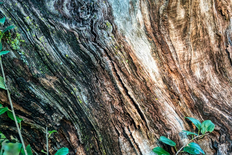 a close up of the bark of a tree, unsplash, nothofagus, mixed art, grain”