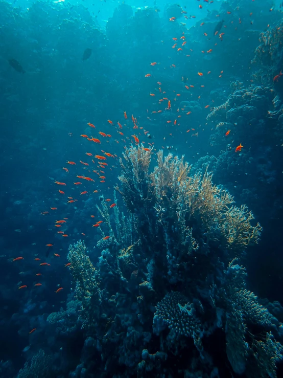 a group of fish swimming over a coral reef, by Matt Cavotta, pexels contest winner, hurufiyya, blue and orange tones, tall shot, from egypt, delicate details