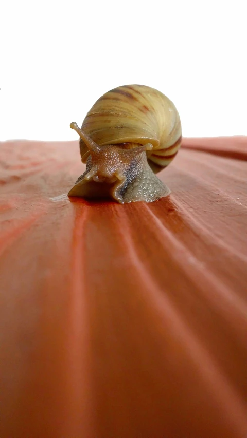 a snail that is sitting on top of a table, by Nathalie Rattner, shutterstock contest winner, big long cloth on the wind, extreme close - up, terracotta, photographed for reuters