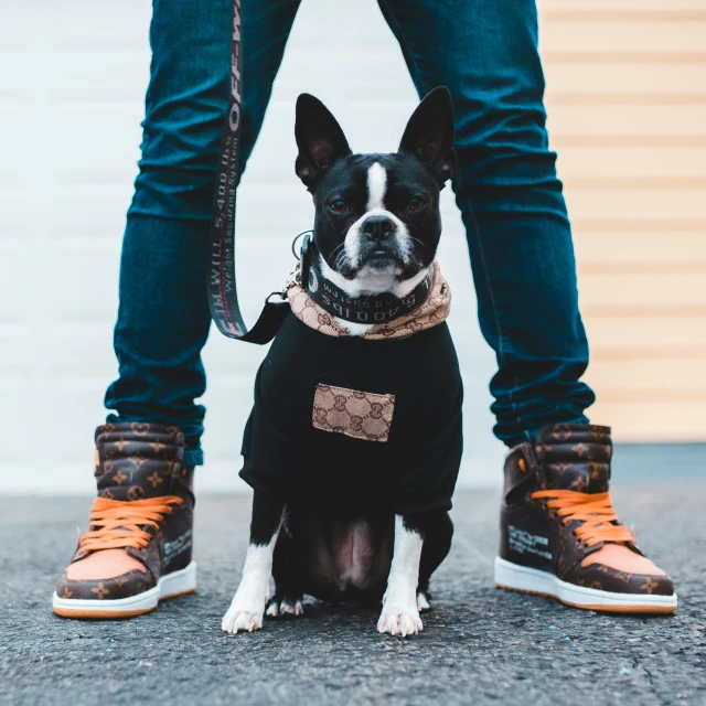 a small black and white dog wearing a sweater, pexels contest winner, renaissance, leather clothing and boots, black and orange, streetwear fashion, sneakers