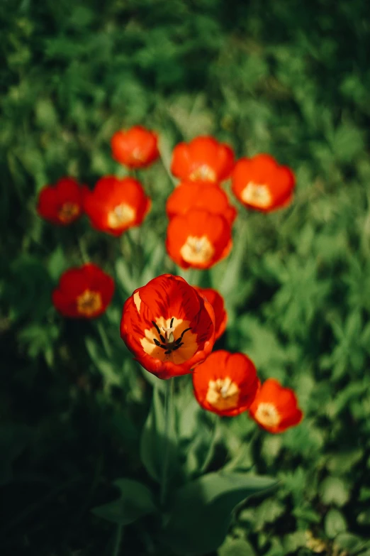 a bunch of red flowers sitting on top of a lush green field, inspired by Elsa Bleda, pexels contest winner, tulip, medium format color photography, orange, anemones