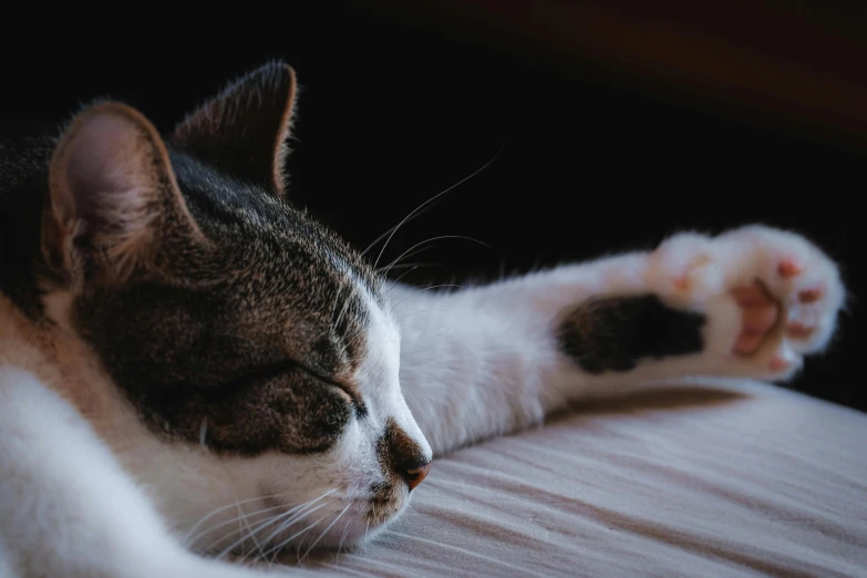 a close up of a cat laying on a bed, a photo, trending on pexels, passed out, relaxed posture, ilustration, slightly turned to the right