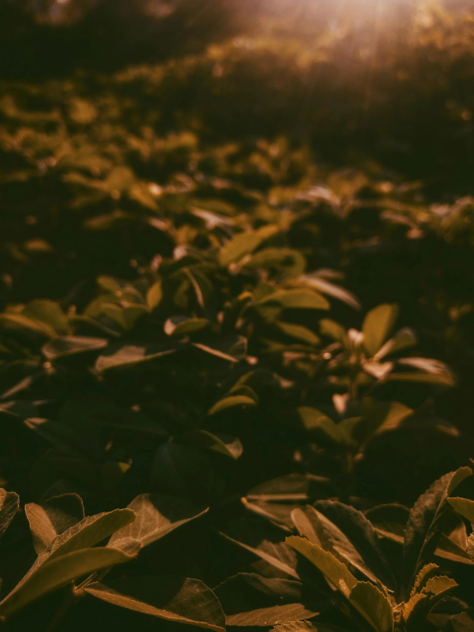 a field full of green plants with the sun in the background, an album cover, trending on unsplash, tonalism, dark golden light night, background: assam tea garden, lo - fi colors, 3 5 mm close up