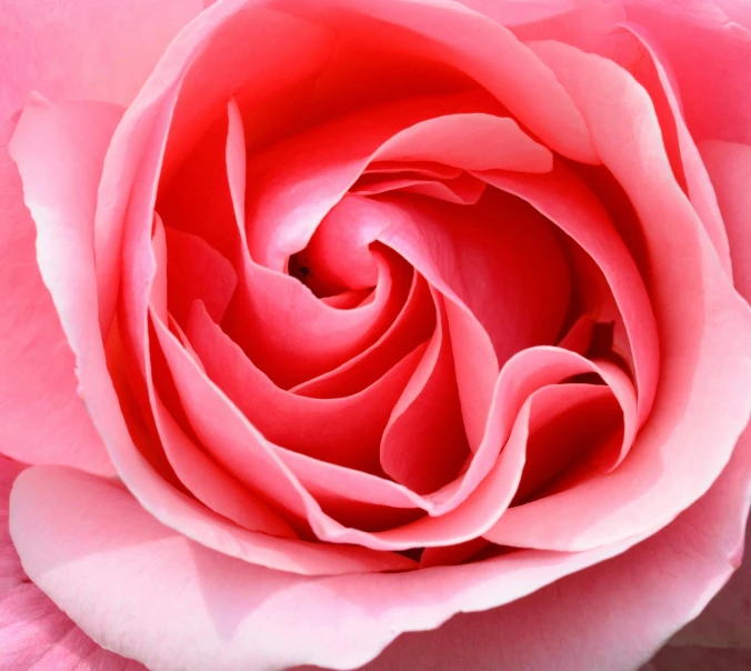 a close up of a pink rose flower