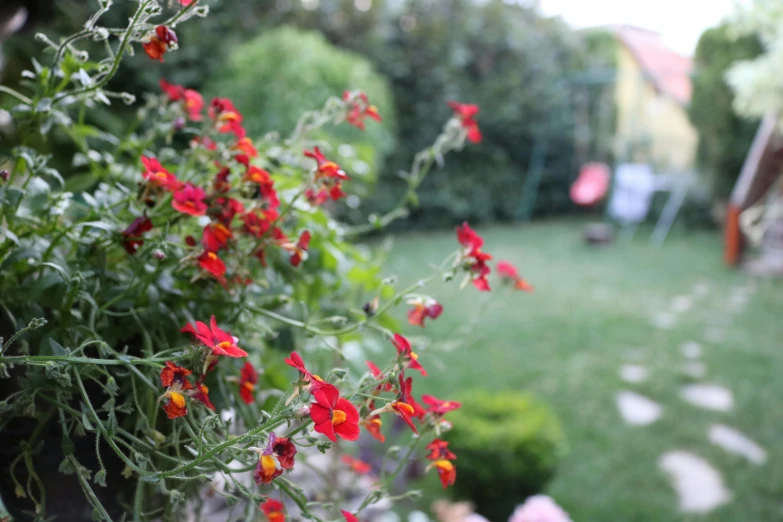 a bunch of red flowers sitting on top of a lush green field, pexels contest winner, arabesque, in a suburban backyard, mina petrovic, unfocused, potted plants