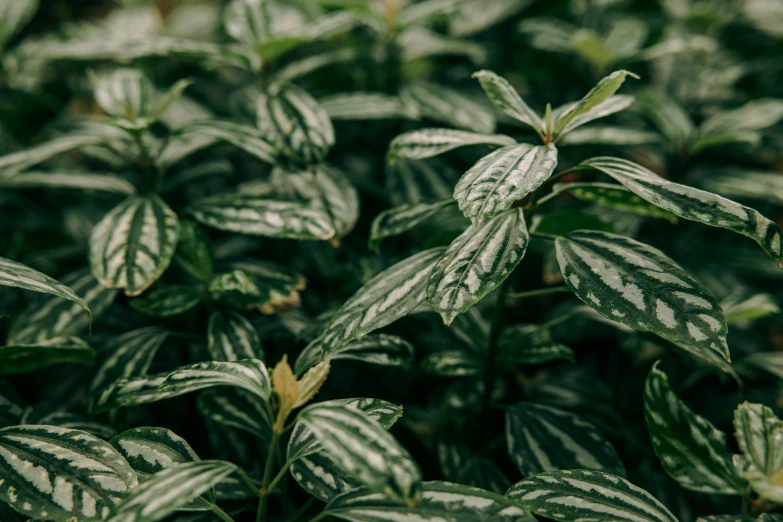 a close up of a plant with green leaves, by Daniel Lieske, trending on unsplash, fan favorite, assam tea garden background, patterned, natural realistic render