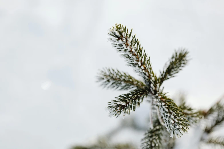 a close up of a tree branch covered in snow, trending on pexels, hurufiyya, pines symbol in the corners, thumbnail, background image, super high resolution