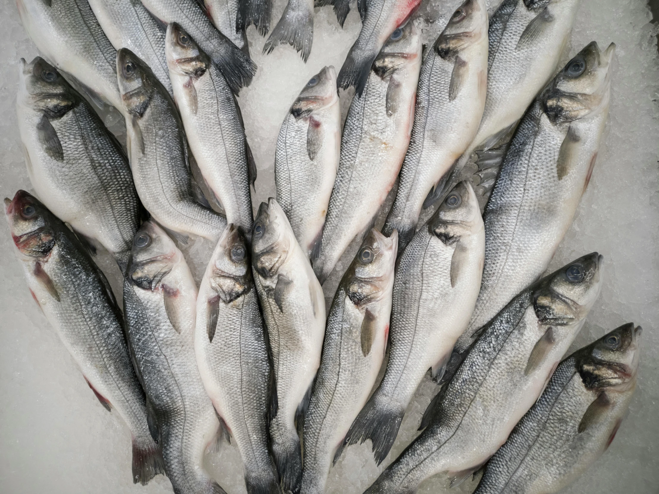 a bunch of fish sitting on top of a table, an album cover, by Tom Wänerstrand, trending on pexels, swirling schools of silver fish, high angle close up shot, arctic fish, white