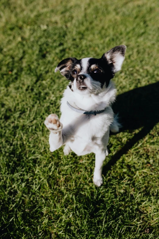 a small dog standing on its hind legs in the grass, pexels contest winner, happening, mid air shot, square, vanilla, with arms up