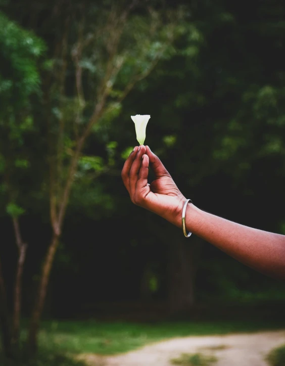 a person holding a flower in their hand, an album cover, by Lucia Peka, unsplash, hurufiyya, angel's trumpet, lgbtq, 15081959 21121991 01012000 4k, photo of a black woman