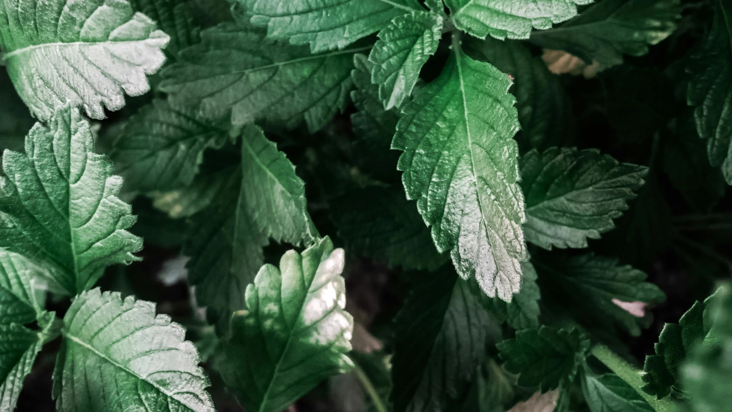 a close up of a plant with green leaves, mint higlights, high times magazine aesthetic, raspberry, # smokeweedeveryday