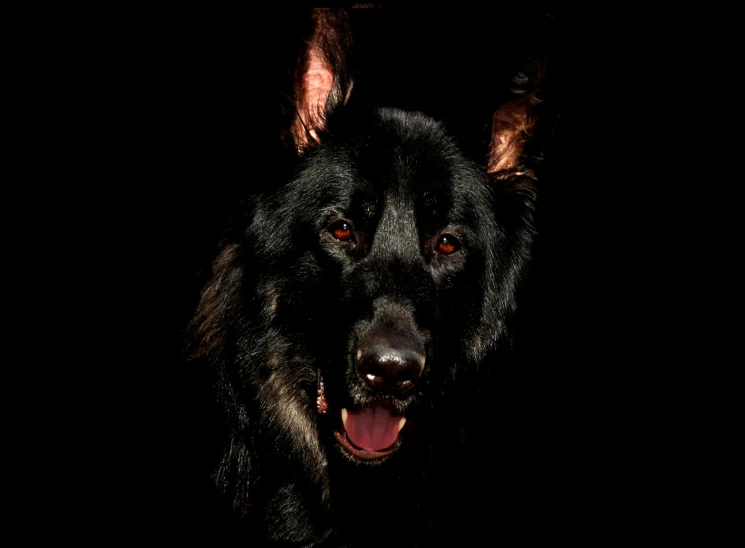 a close up of a dog in the dark