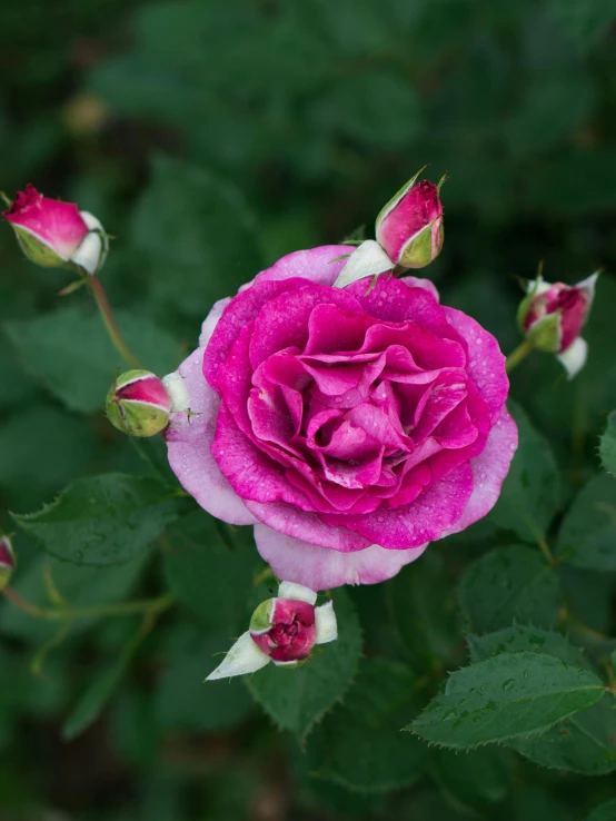 a close up of a pink rose with green leaves, inspired by Jan Henryk Rosen, unsplash, purple rain, magenta and gray, small red roses, highly upvoted