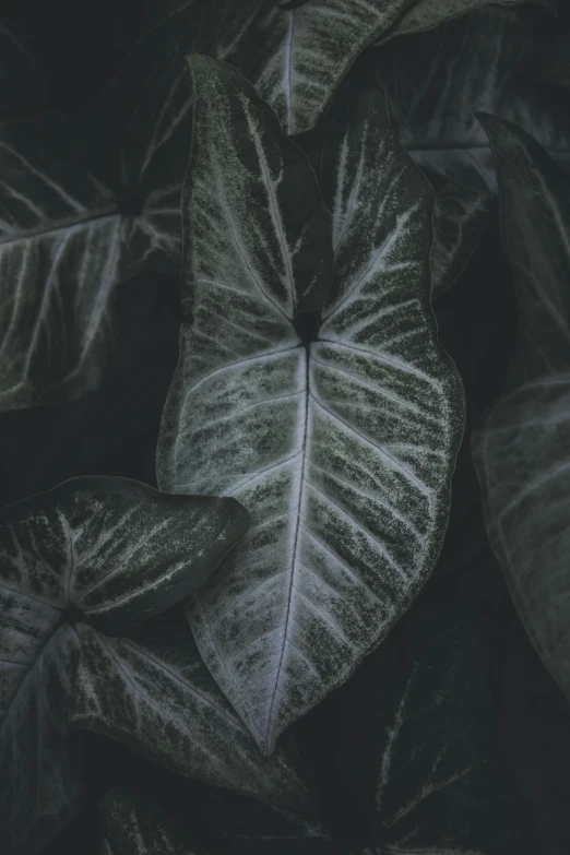 a black and white photo of a plant, inspired by Elsa Bleda, unsplash contest winner, sickly green colors, deep jungle texture, grey and silver, unsplash 4k