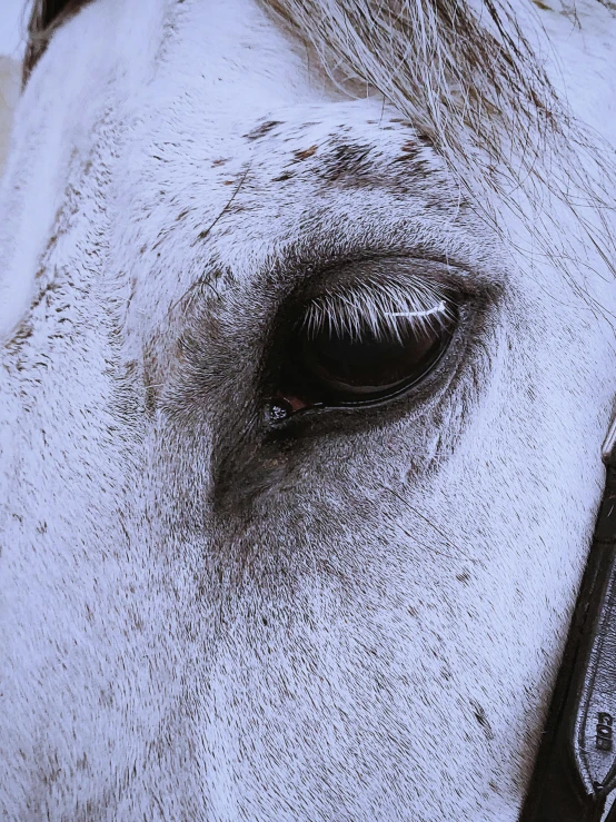 a close up of a horse's eye and bridle, a photorealistic painting, by Lucia Peka, trending on unsplash, made in tones of white and grey, alessio albi, silver eyes full body, taken on iphone 14 pro