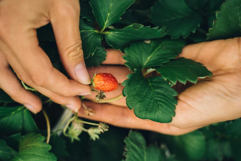 a person picking a strawberry from a bush, by Elsa Bleda, unsplash, high angle close up shot, fan favorite, profile image, flatlay