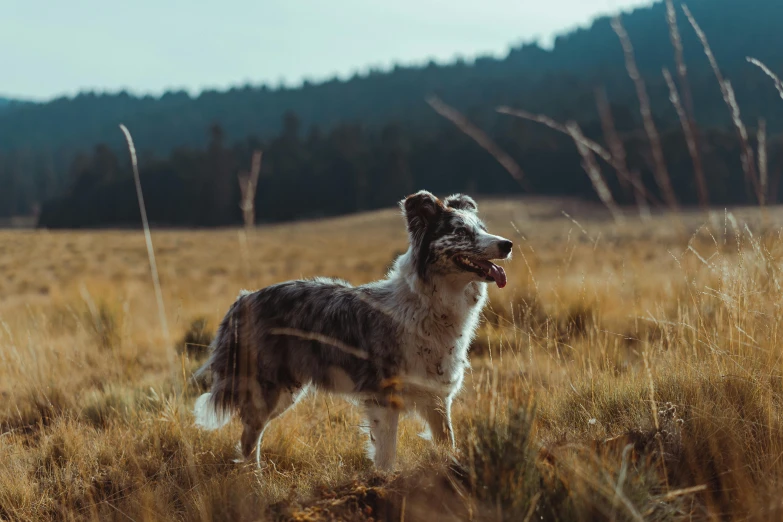 a dog that is standing in the grass, pexels contest winner, aussie, in field high resolution, wilderness, grey