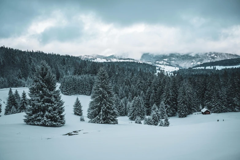 a group of trees that are in the snow, pexels contest winner, mountainous background, grey, evergreen valley, single