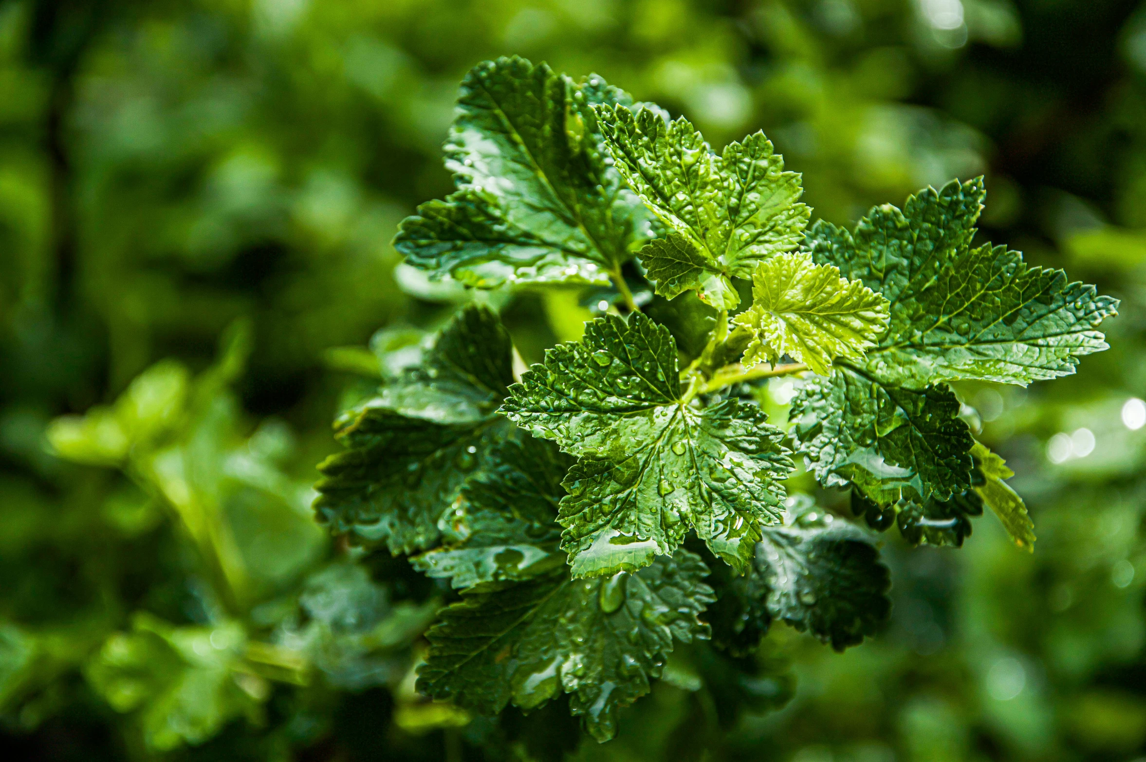 a close up of a plant with water droplets on it, hurufiyya, mint, thumbnail, fan favorite, ready to eat