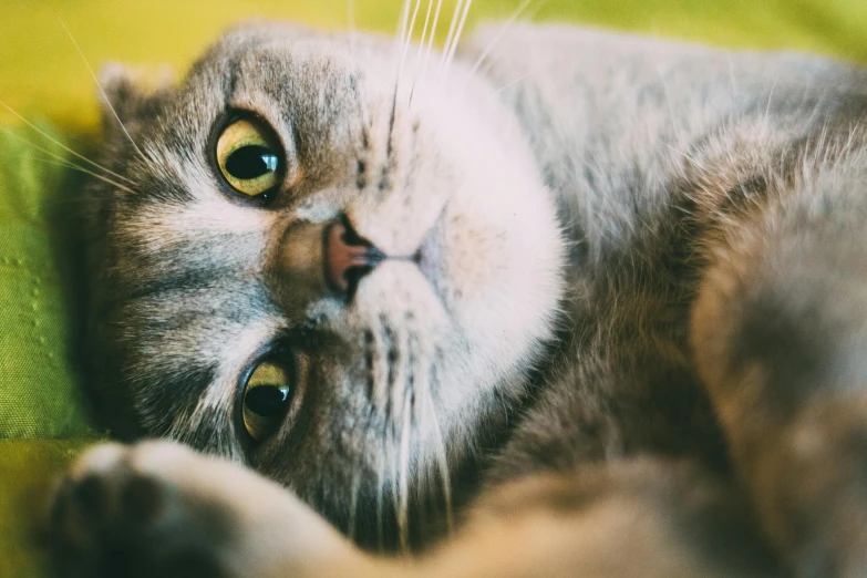 a close up of a cat laying on a bed, by Julia Pishtar, trending on unsplash, scottish fold, upside-down, istockphoto, wide eyed