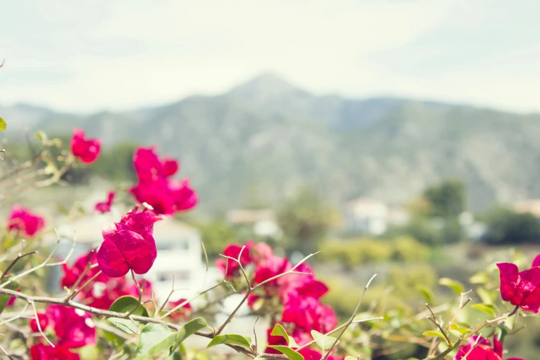 a bunch of pink flowers with mountains in the background, a tilt shift photo, unsplash, romanticism, costa blanca, rose garden, hq print, retro stylised