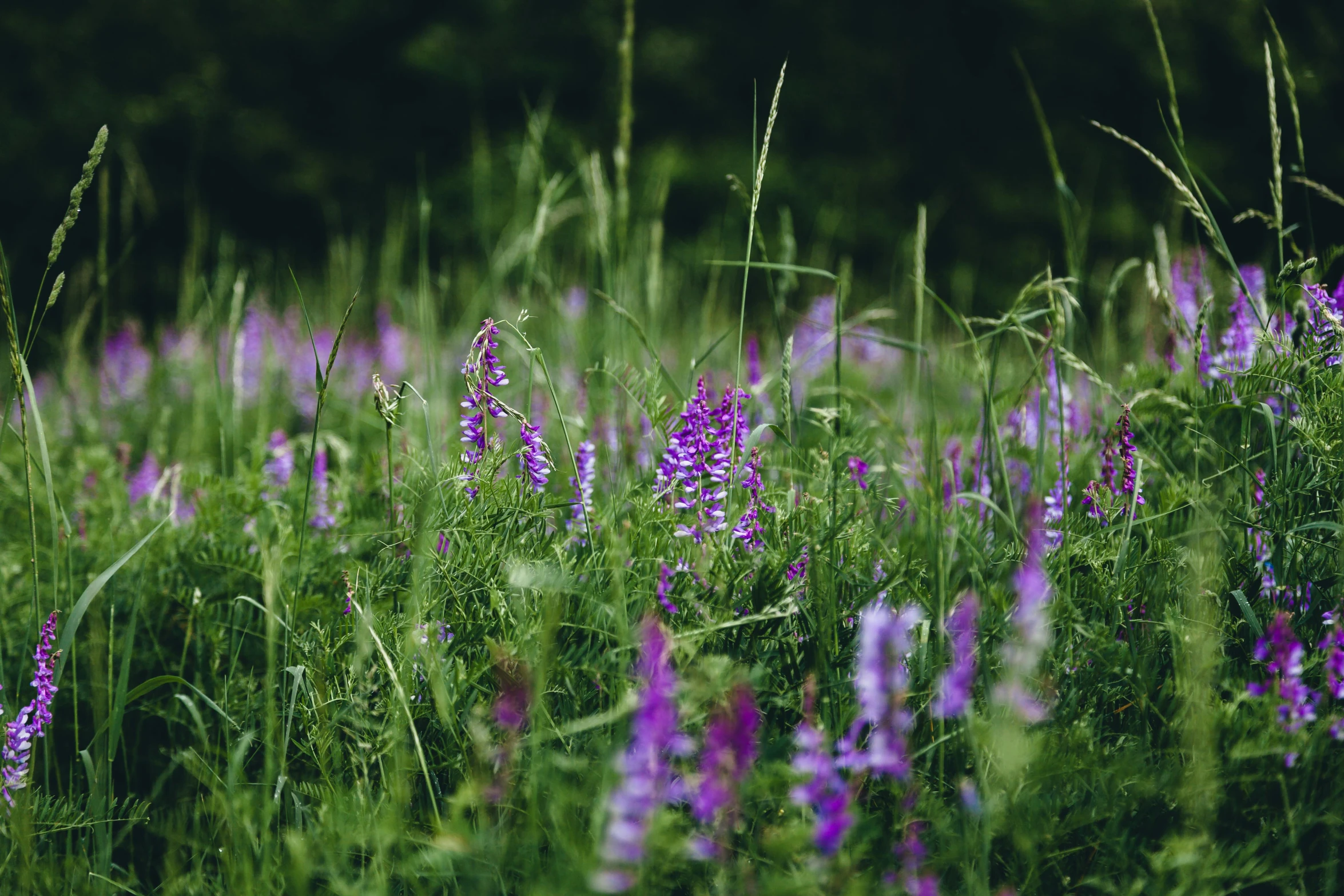 a field full of tall grass and purple flowers, by Attila Meszlenyi, unsplash, green flora forest, salvia, cottagecore, purple and pink