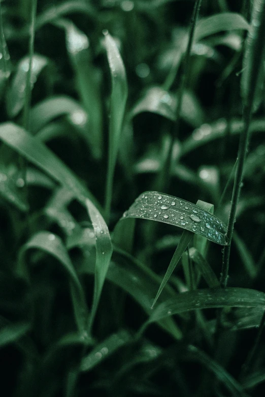 a green plant with water droplets on it, trending on pexels, tall grass, multiple stories, ominous beautiful mood, sustainable materials